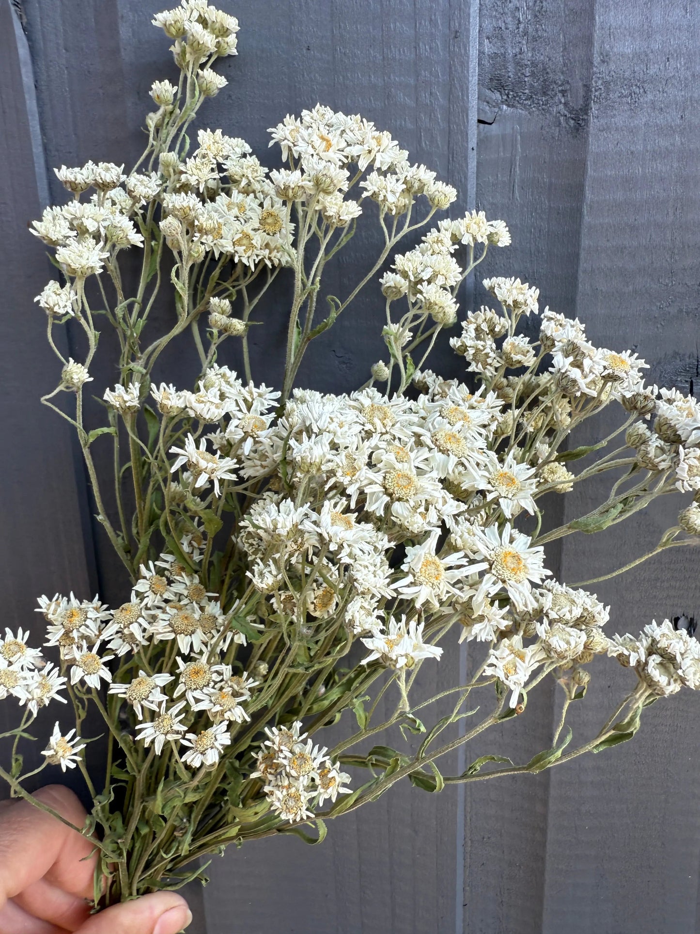 Achillea Ballerina Dried