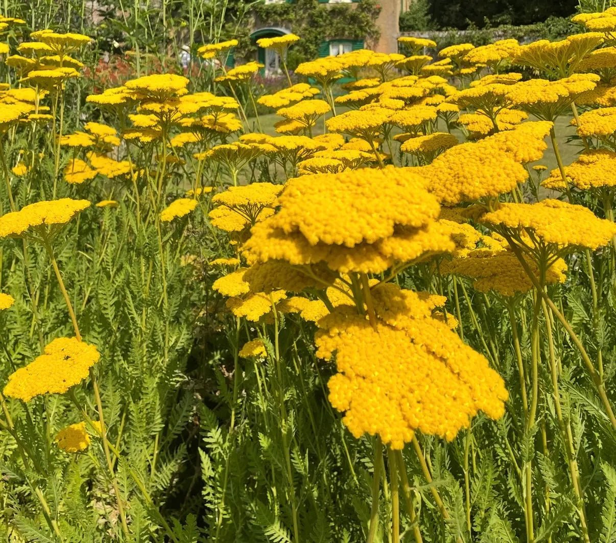 Achillea Cloth of Gold