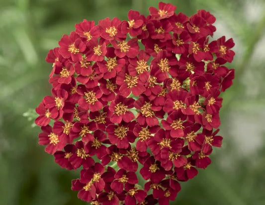 ACHILLEA millefolium Desert Eve Red - 9cm pot