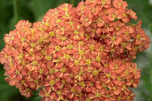 ACHILLEA millefolium Desert Eve Terracotta - 9cm pot