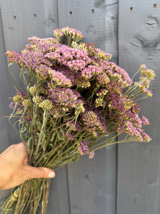 Achillea Mix Dried