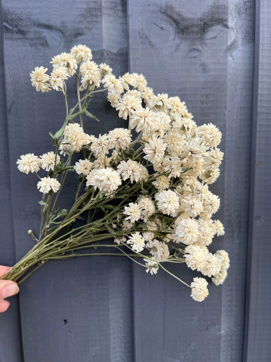 Achillea Marshmallow Dried