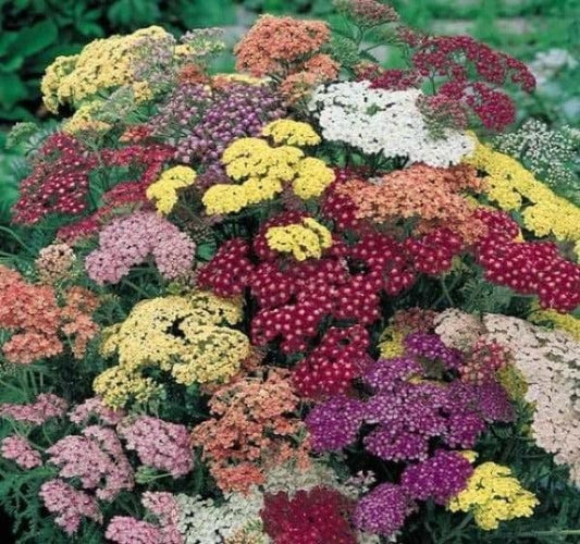 Achillea Summer Pastels - 9cm Pot