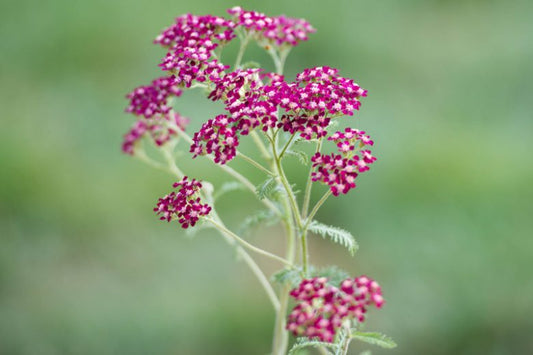 ACHILLEA Summerwine - 9cm pot