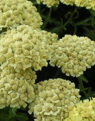 ACHILLEA millefolium Desert Eve Light Yellow - 9cm pot