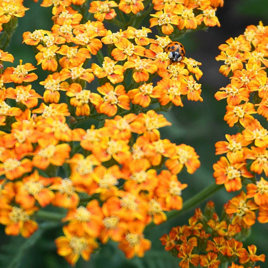 Achillea Terracotta 9cm