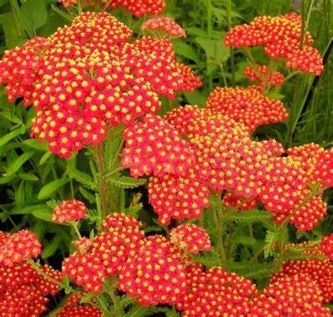 Achillea 'Safran' - 9cm pot