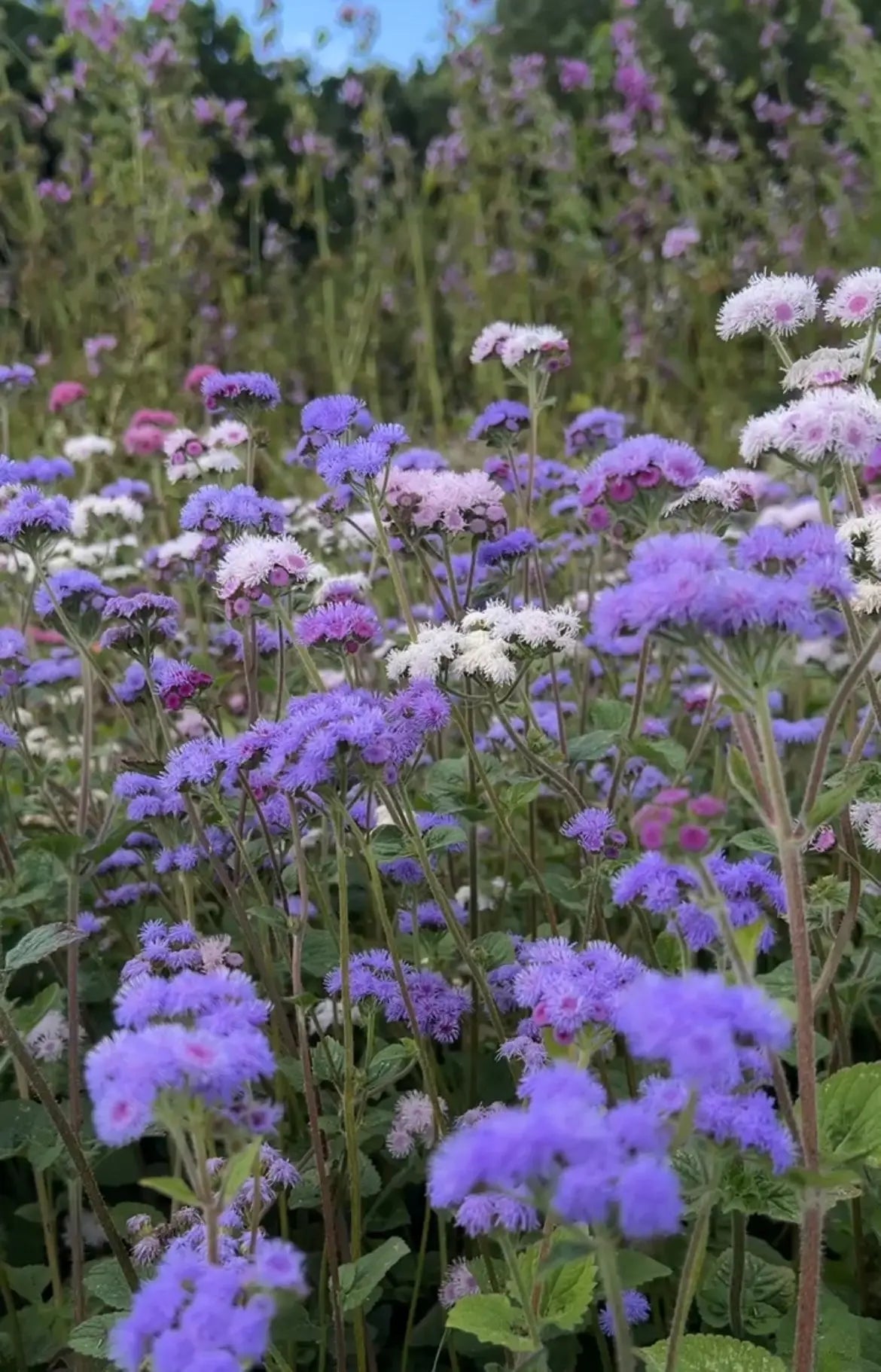 Ageratum Timeless Mix