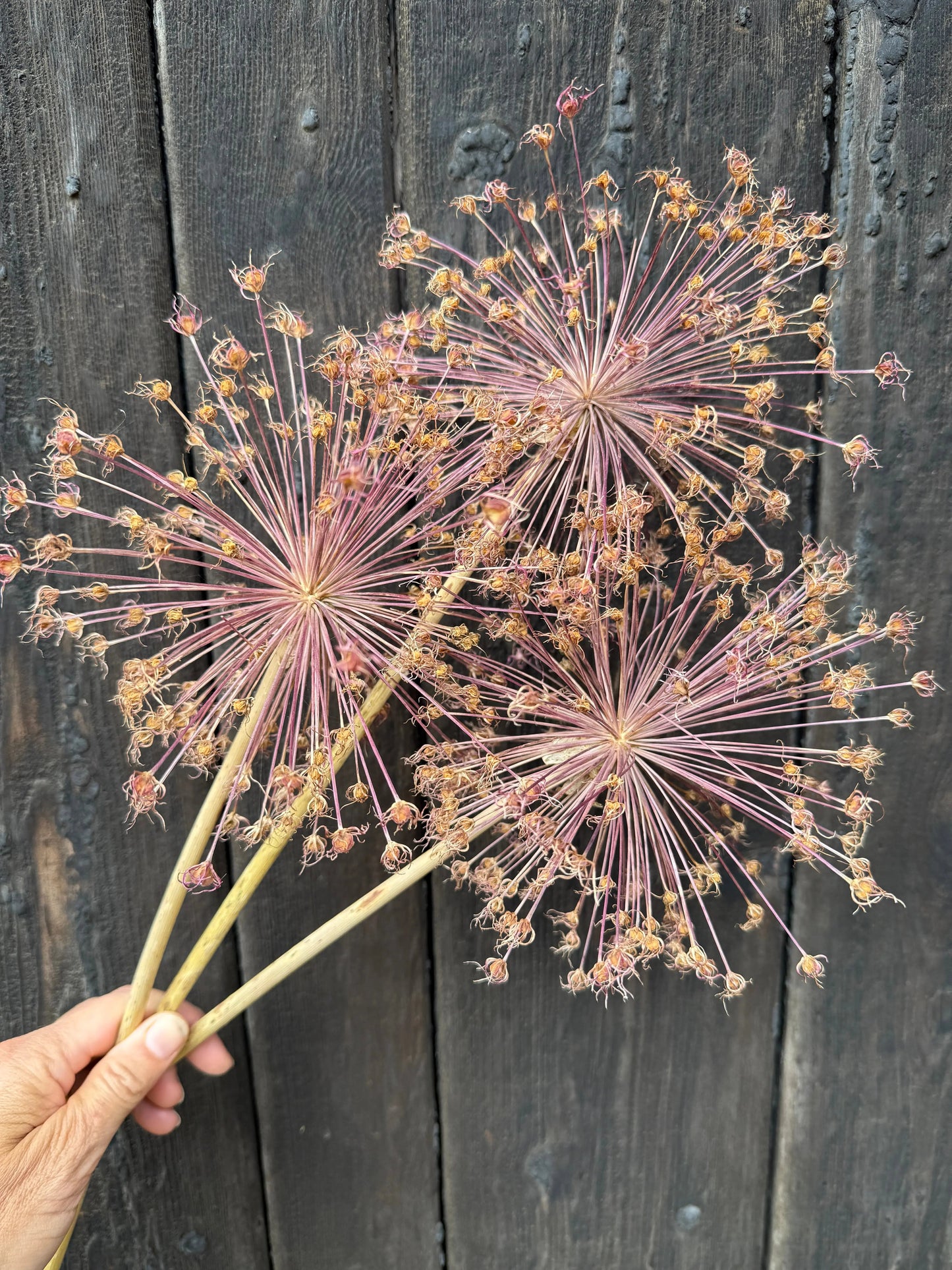Alliums Dried (Seconds)
