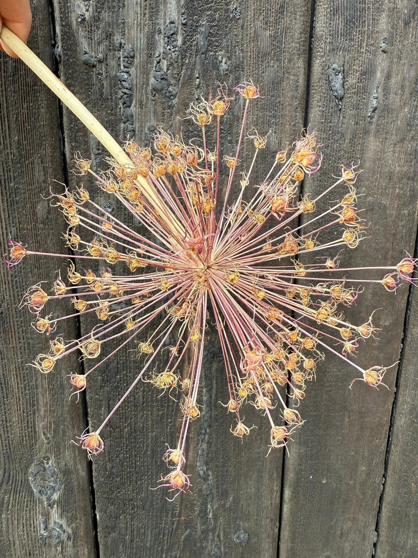Alliums Dried (Seconds)