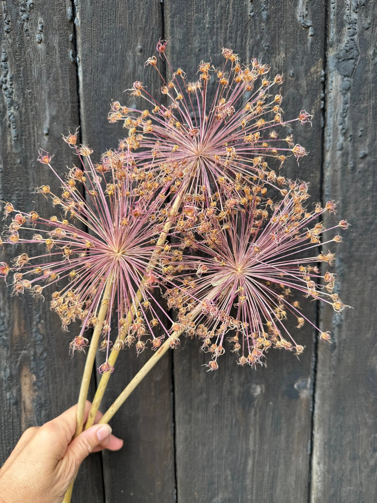 Alliums Dried (Seconds)