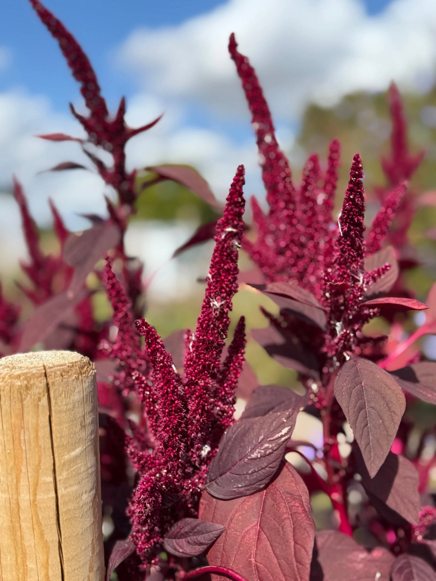 Amaranthus Red (Love-Lies-Bleeding)