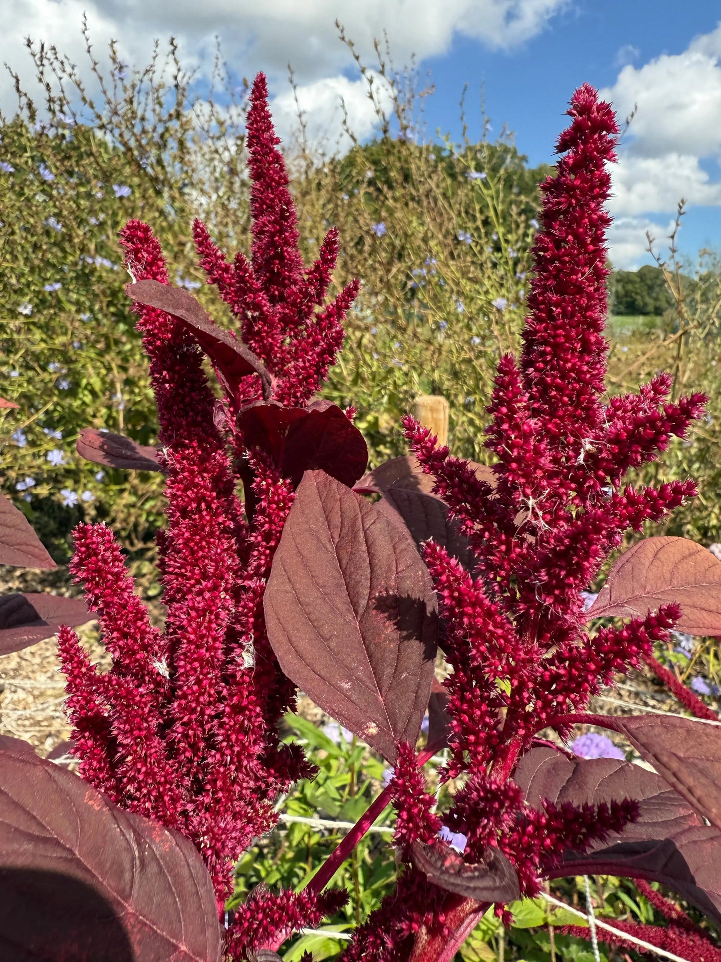 Amaranthus Red (Love-Lies-Bleeding)