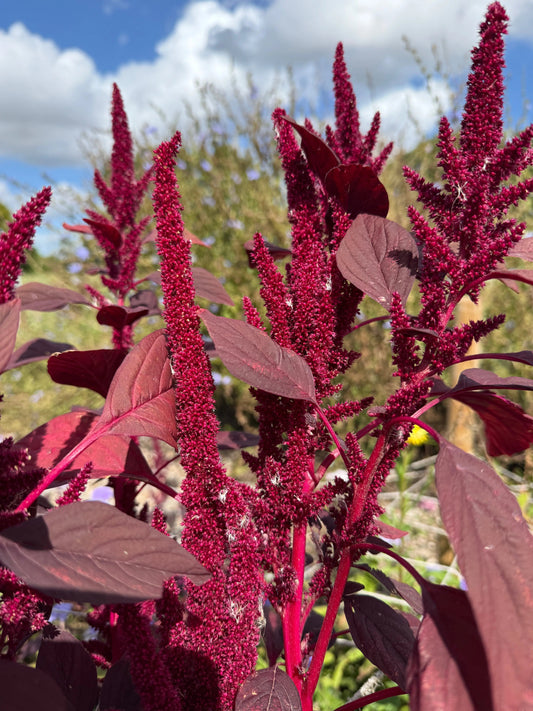 Amaranthus Red (Love-Lies-Bleeding)