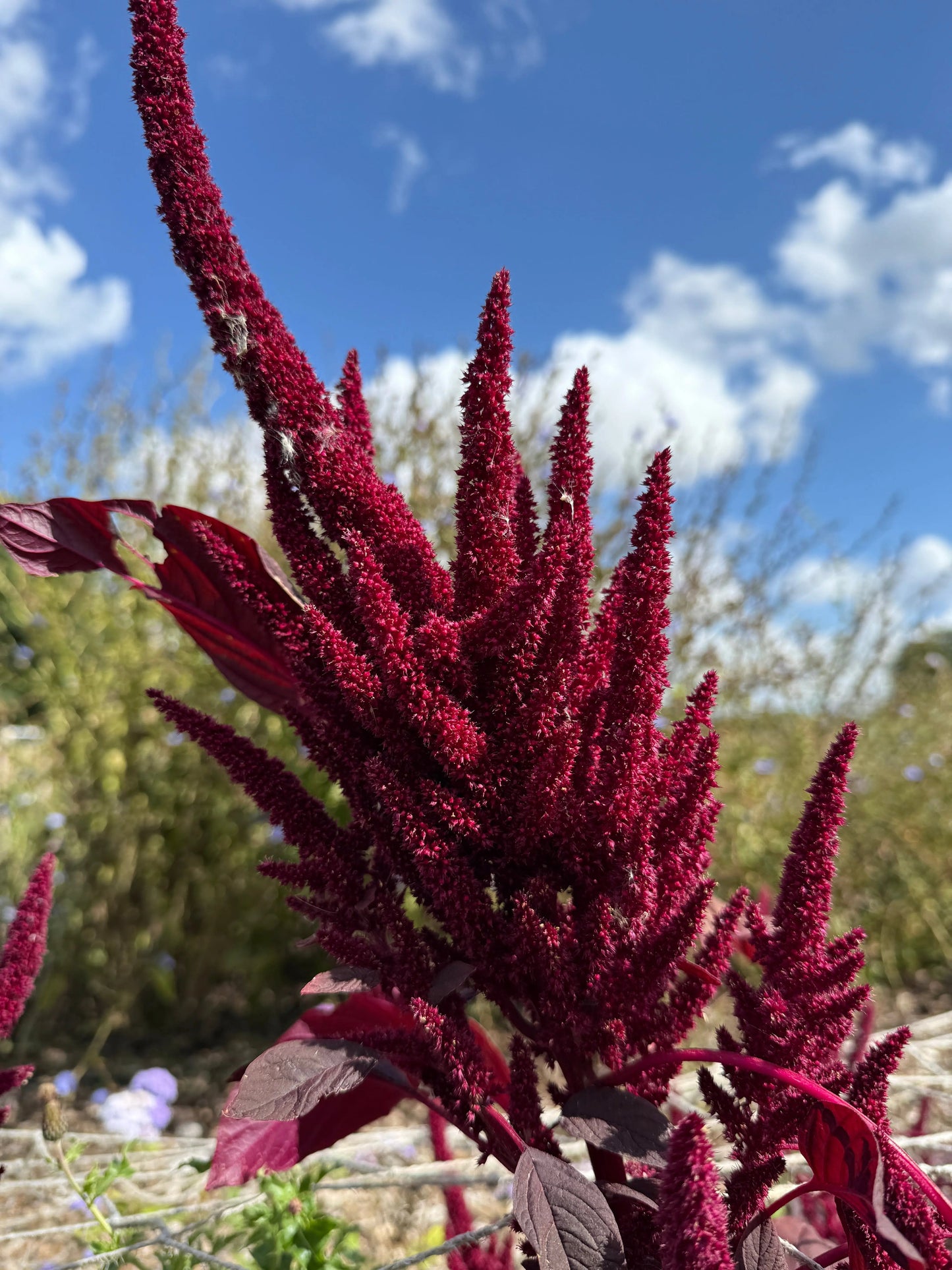 Amaranthus Red (Love-Lies-Bleeding)