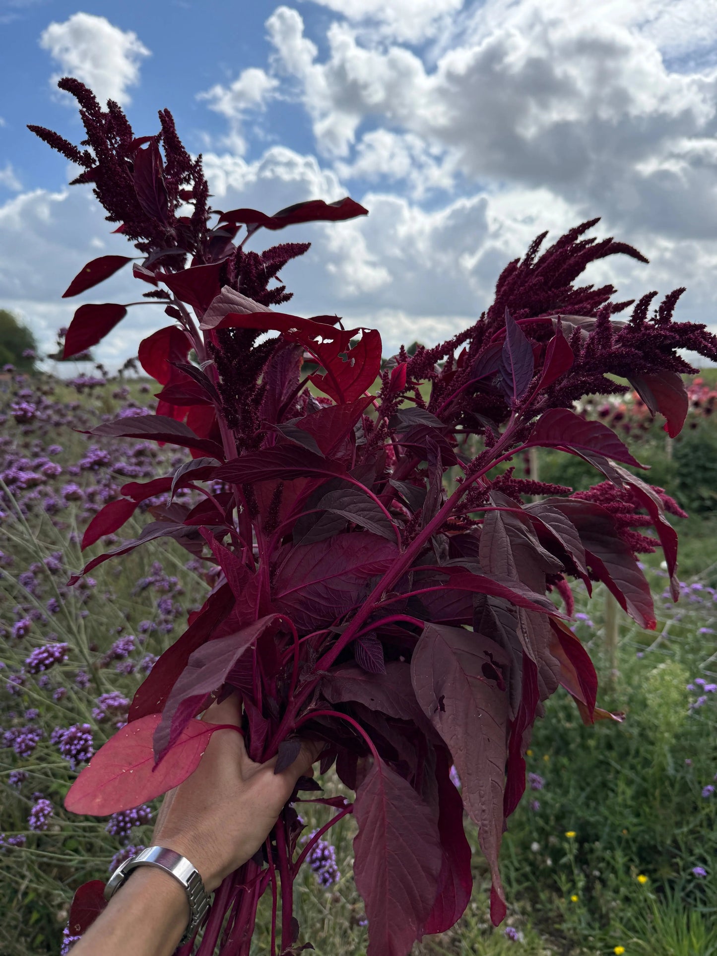 Amaranthus Red (Love-Lies-Bleeding)