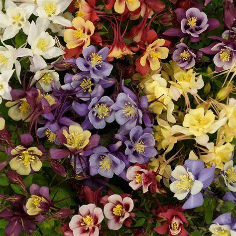 Aquilegia × hybrida Earlybird™ Mixture - 9cm pot – Secret Gardening Club