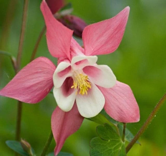 Aquilegia Caerulea Spring Magic Rose - 9cm Pot