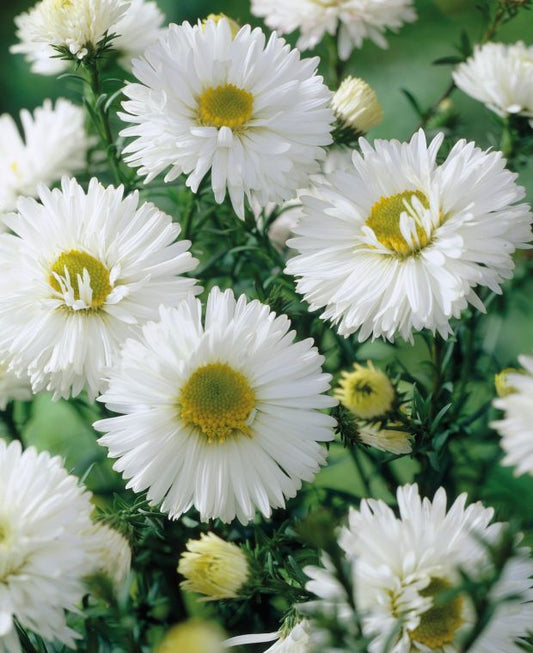 ASTER dumosus White - 9cm pot