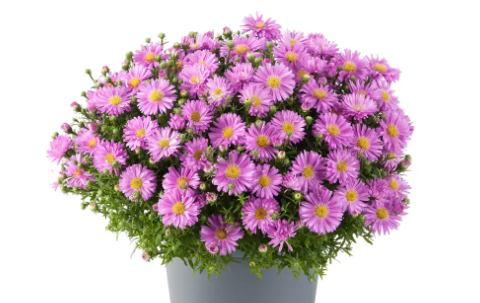 ASTER dumosus Light Pink - 9cm pot