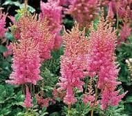 Astilbe Chinensis pumila - 9cm Pot