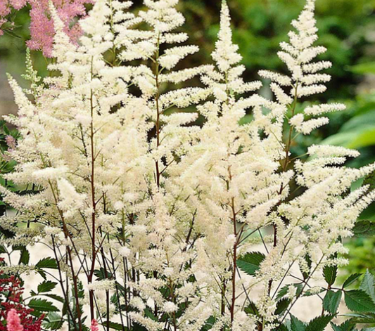 ASTILBE x arendsii White - 9cm Pot