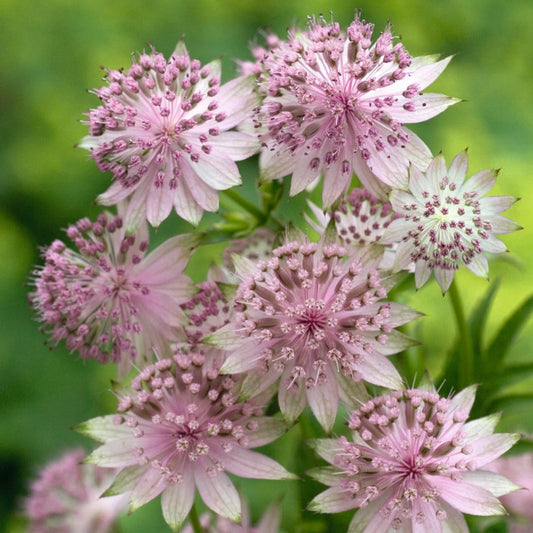 ASTRANTIA 'Buckland' - 9cm pot