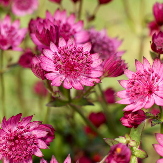 Astrantia major Cerise Button ('Noastwo')  - 9cm pot