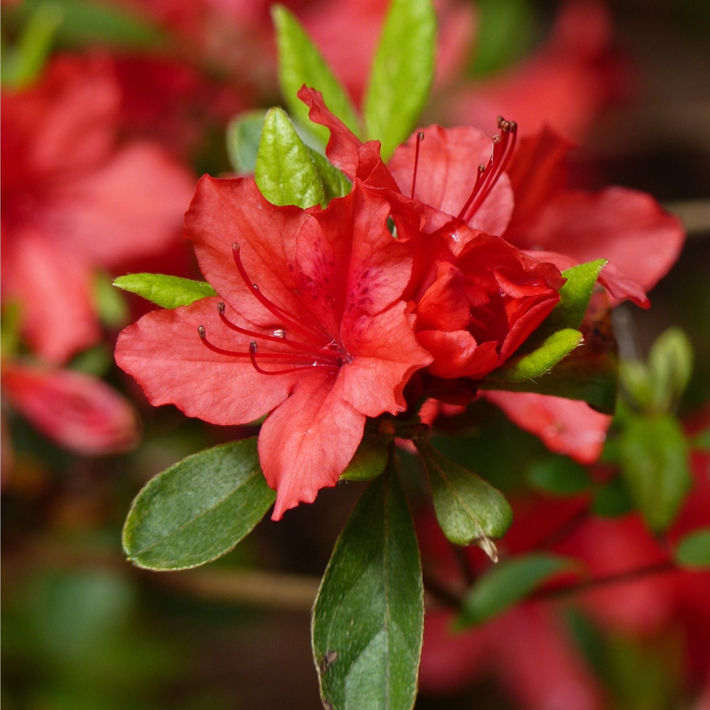 Azalea 'Arabesk'