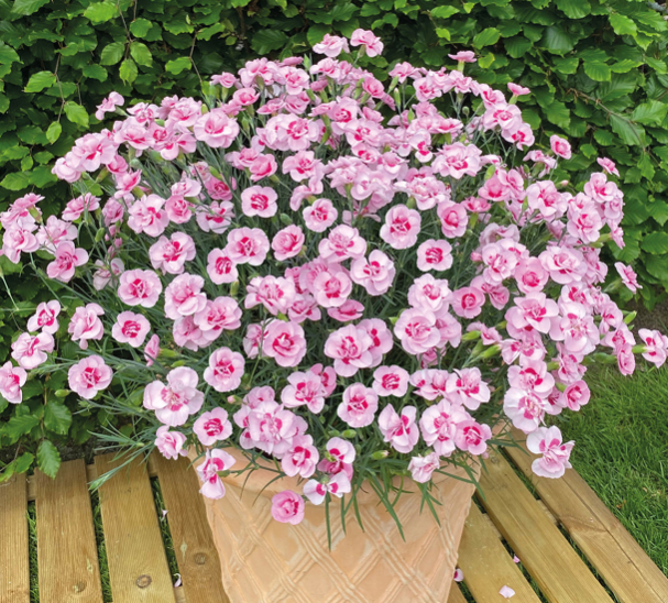 DIANTHUS Baby Doris - 9cm pot