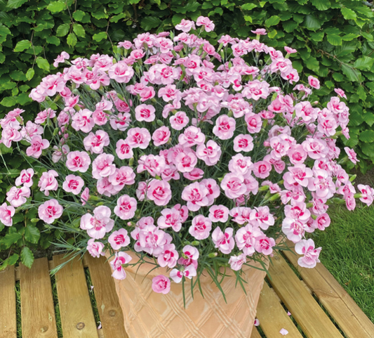 DIANTHUS Baby Doris - 9cm pot