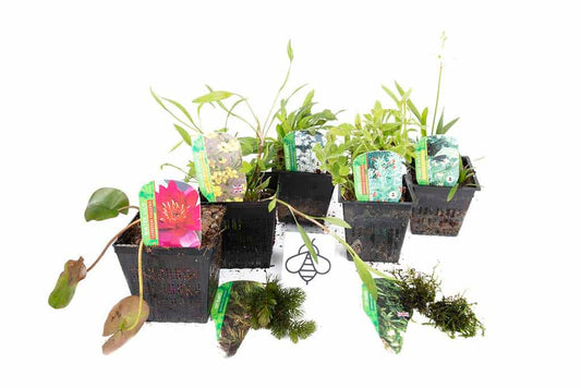 Lincolnshire Pond Plants Bee Pack Potted - BFPL02