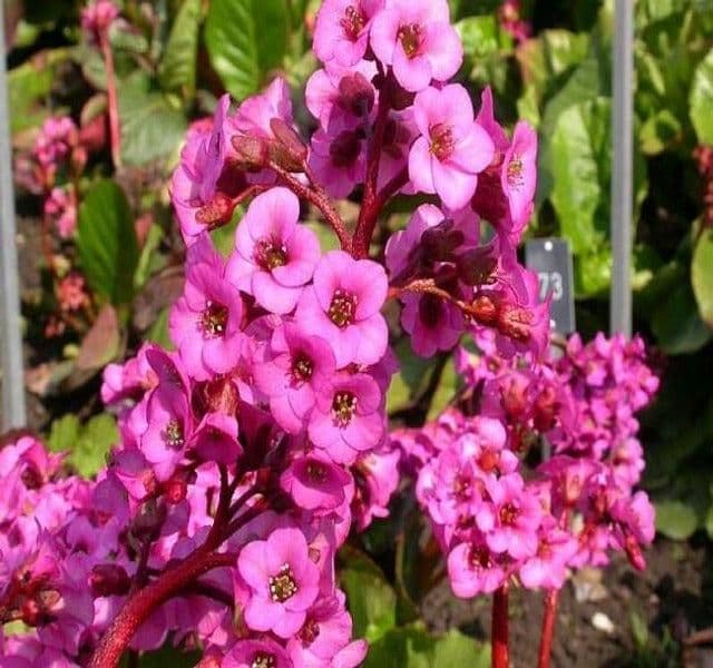 Bergenia 'Rotblum' - 9cm Pot