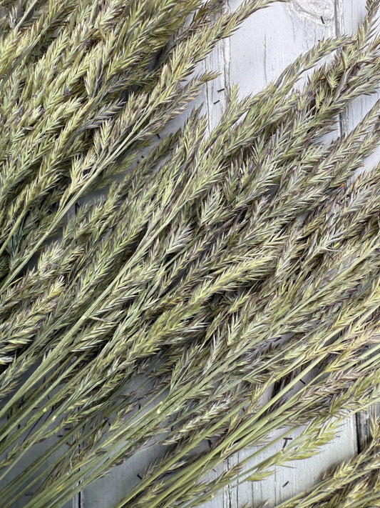 Blue Fescue Grass Dried