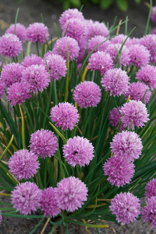 ALLIUM schoenoprasum Rising Star - 9cm pot
