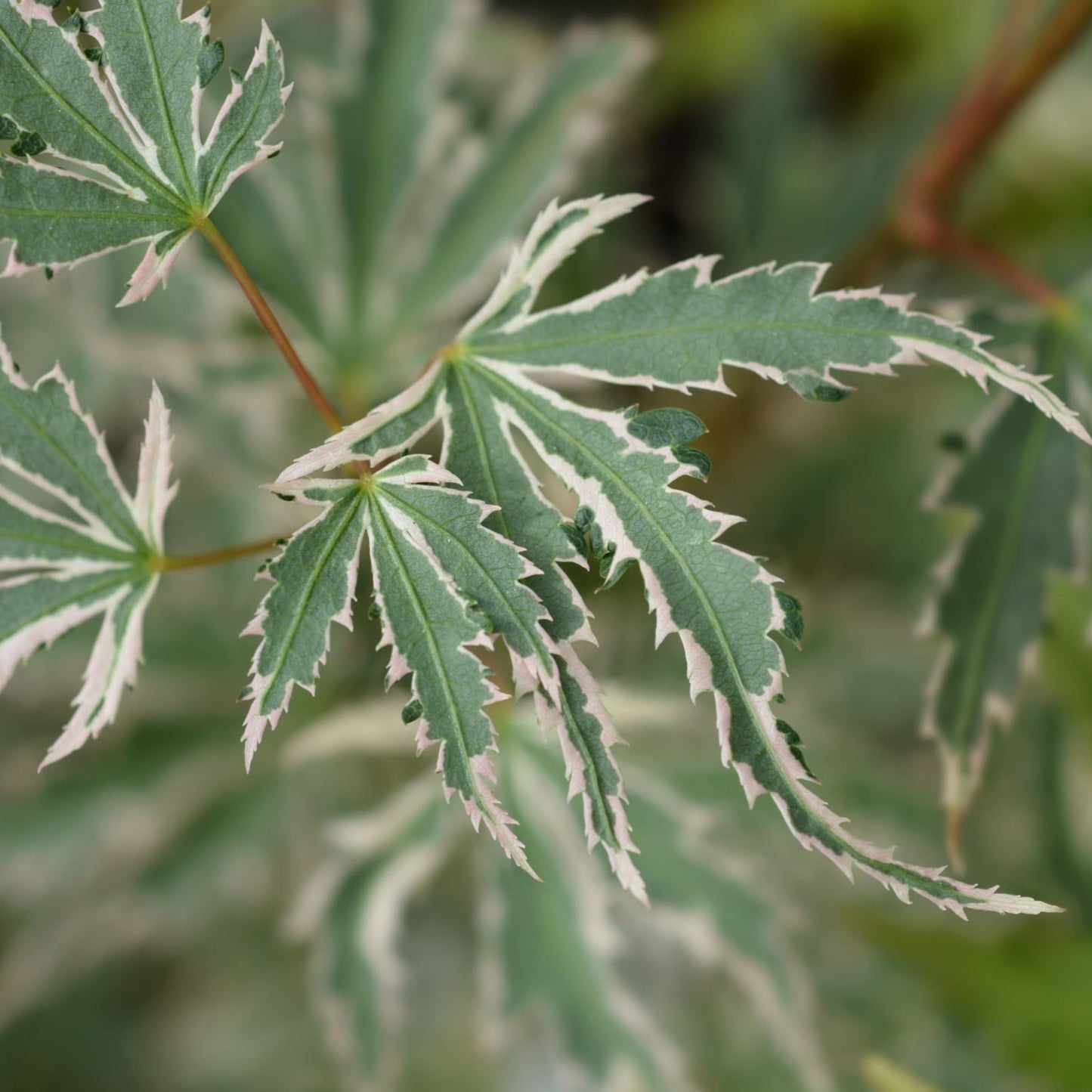Acer palmatum 'Butterfly' 10.5cm / 2L / 3L
