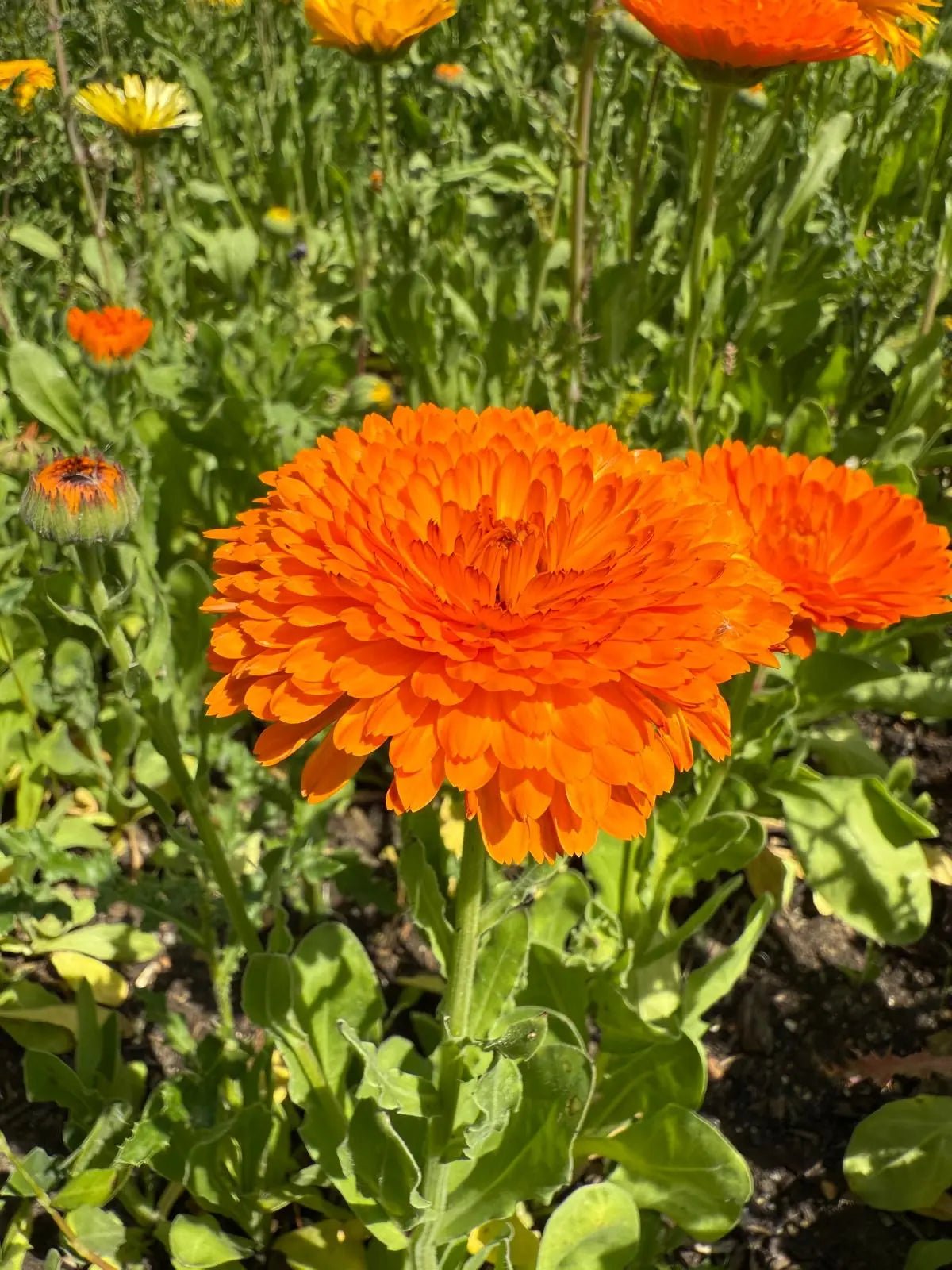 Calendula Neon