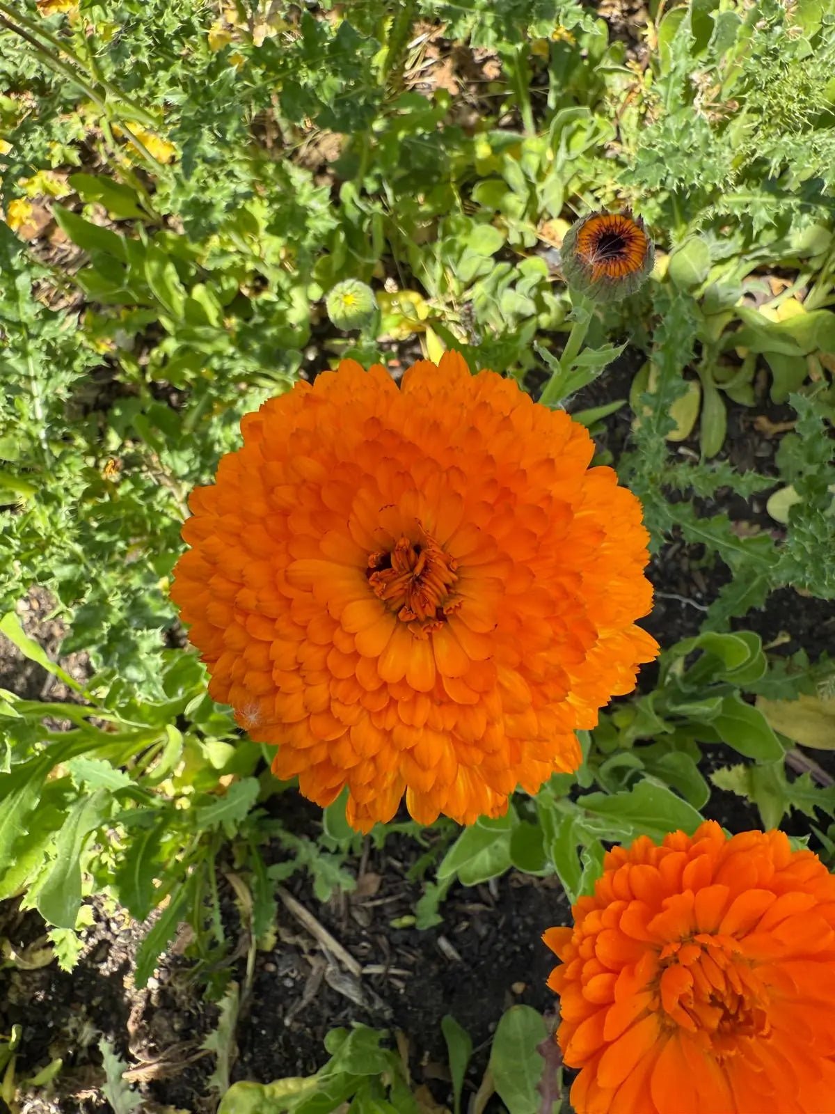 Calendula Neon