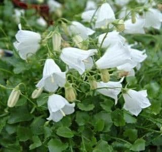 CAMPANULA cochleariifolia White - 9cm Pot