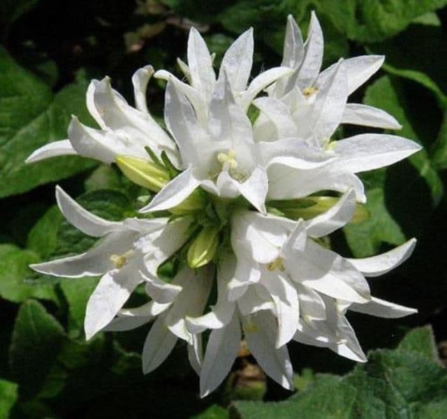 Campanula Glomerata Alba - 9cm Pot