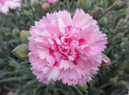 DIANTHUS Candy Floss  (PBR) - 9cm pot