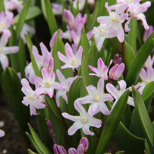 CHIONODOXA forbesii Pink Giant 5/6cm x 10 bulbs