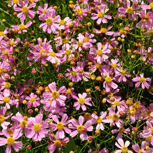 COREOPSIS rosea American Dream - 9cm Pot