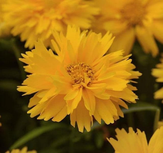 COREOPSIS grandiflora Double the Sun - 9cm Pot