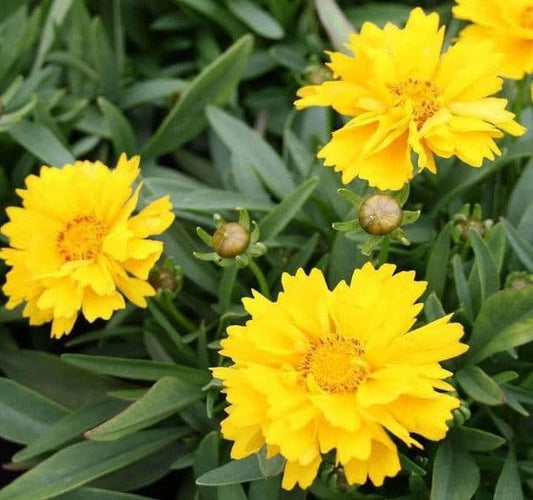 Coreopsis Grandiflora Presto - 9cm Pot