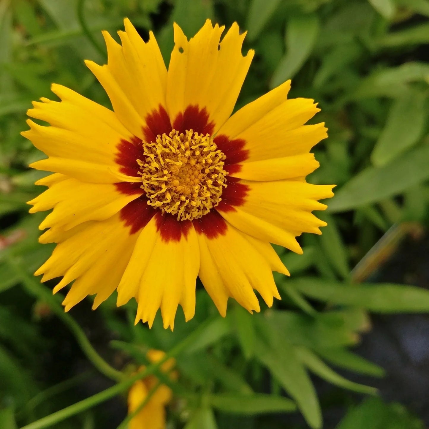 COREOPSIS grandifloraiamo Yellow Red - 9cm Pot