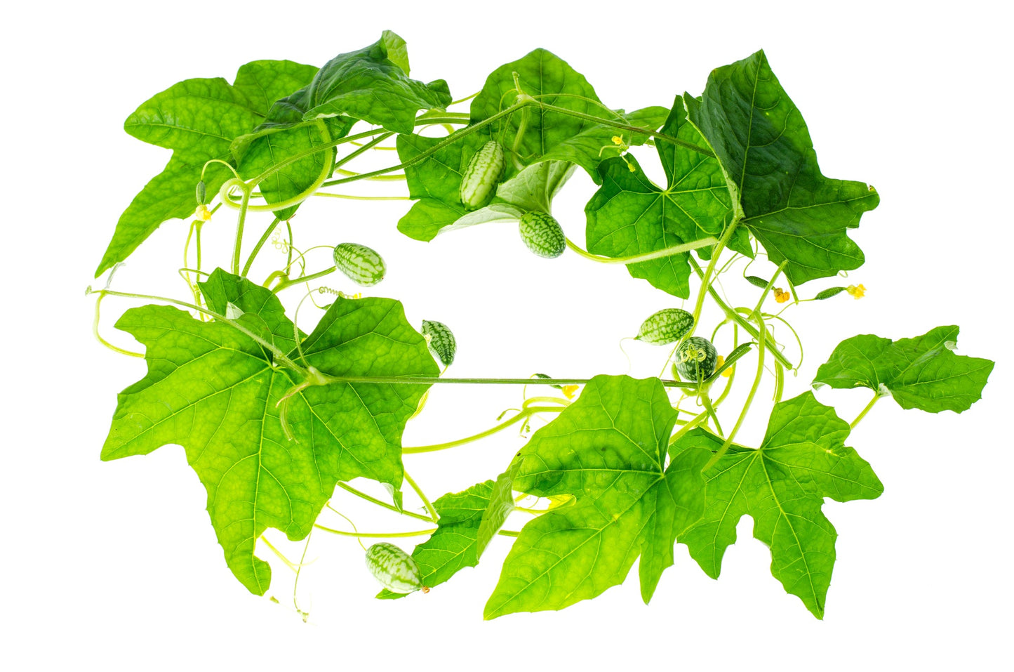 Hydroponic Fruit Seeds