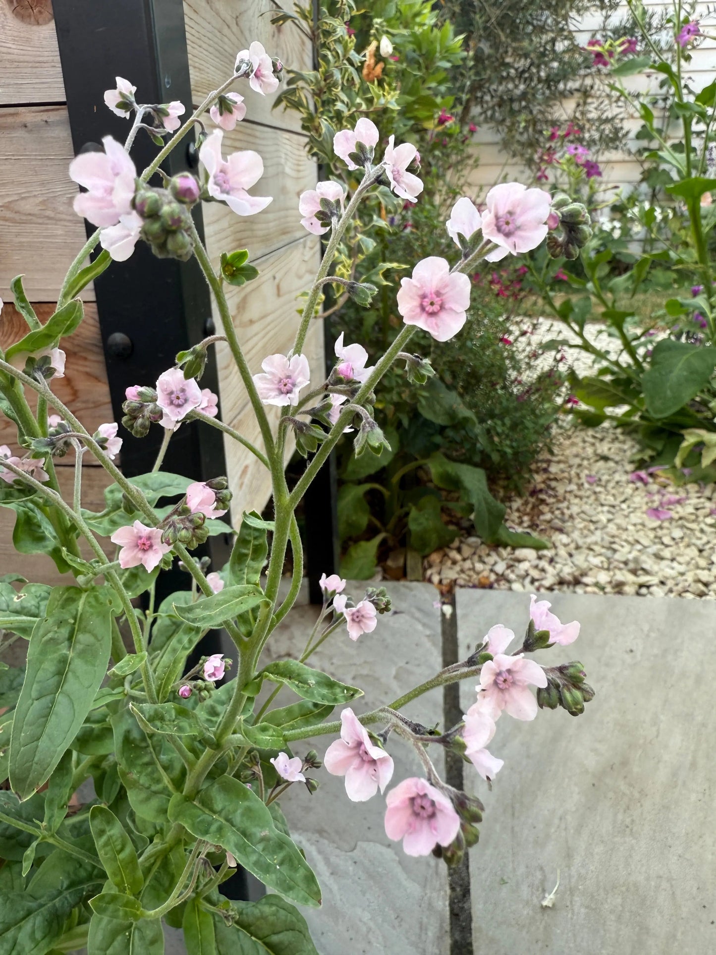 Cynoglossum Mystery Rose