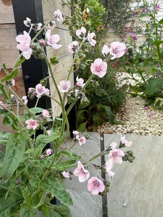 Cynoglossum Mystery Rose