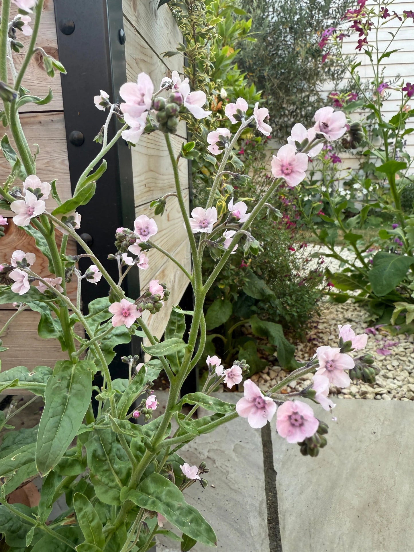 Cynoglossum Mystery Rose